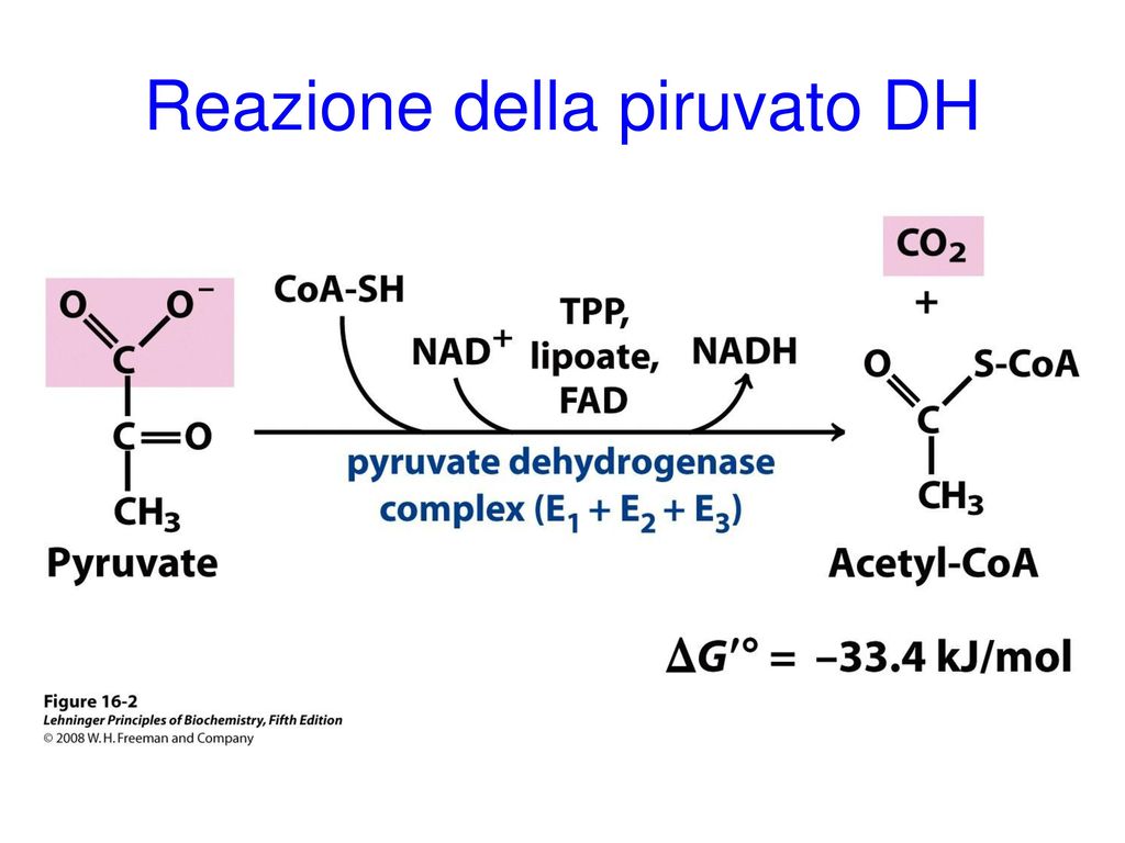 Reazione Della Piruvato Dh Tiammina Vitamina B Dimetil Ammino